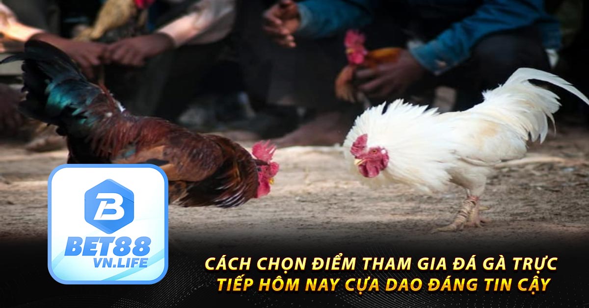 Cách chọn điểm tham gia đá gà trực tiếp hôm nay cựa dao đáng tin cậy