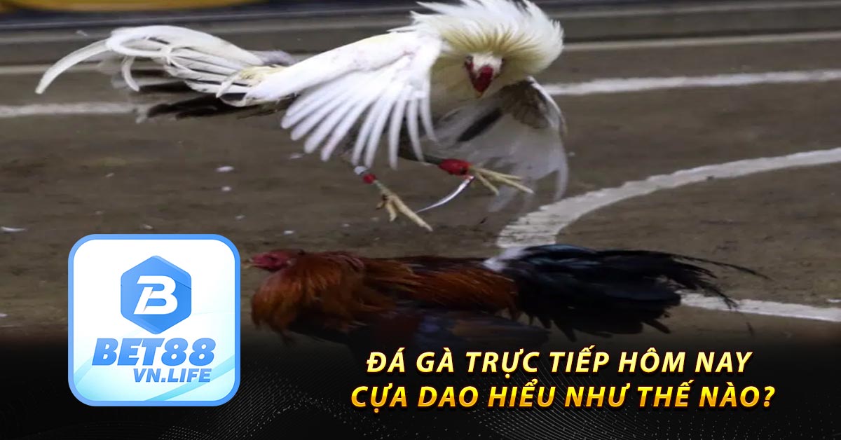 Đá gà trực tiếp hôm nay cựa dao hiểu như thế nào?