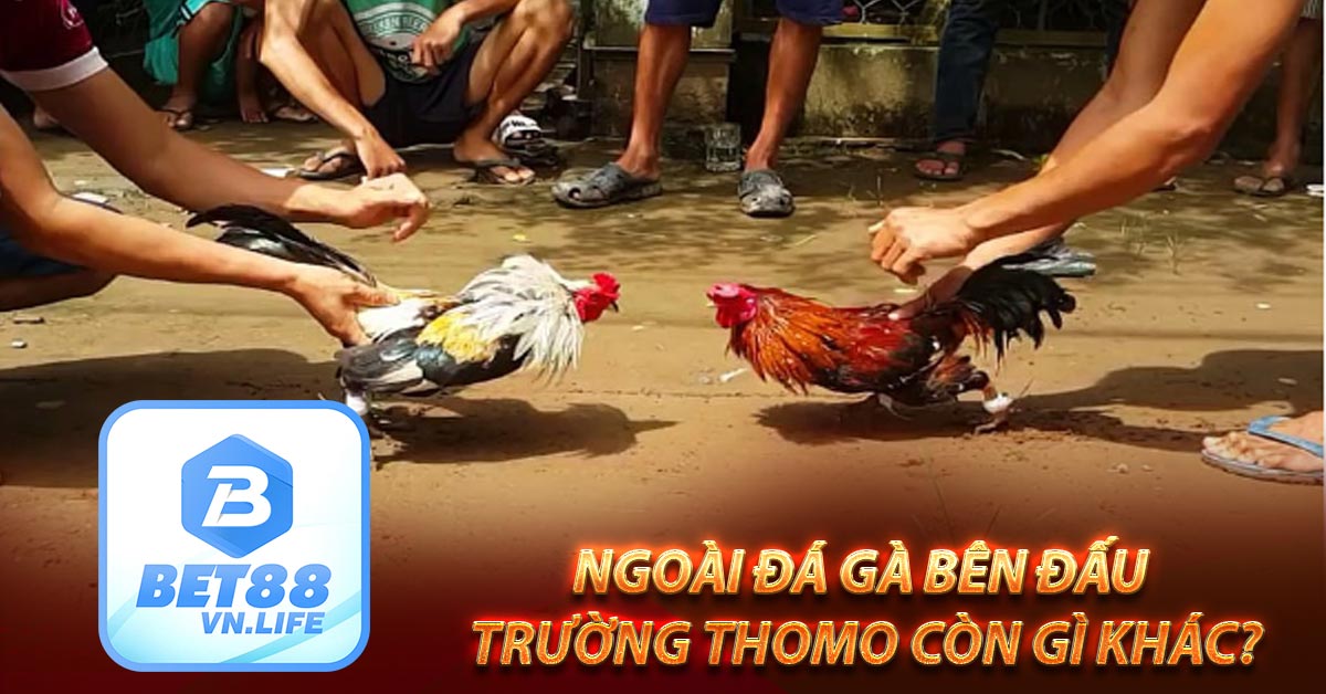 Ngoài đá gà bên đấu trường Thomo còn gì khác?