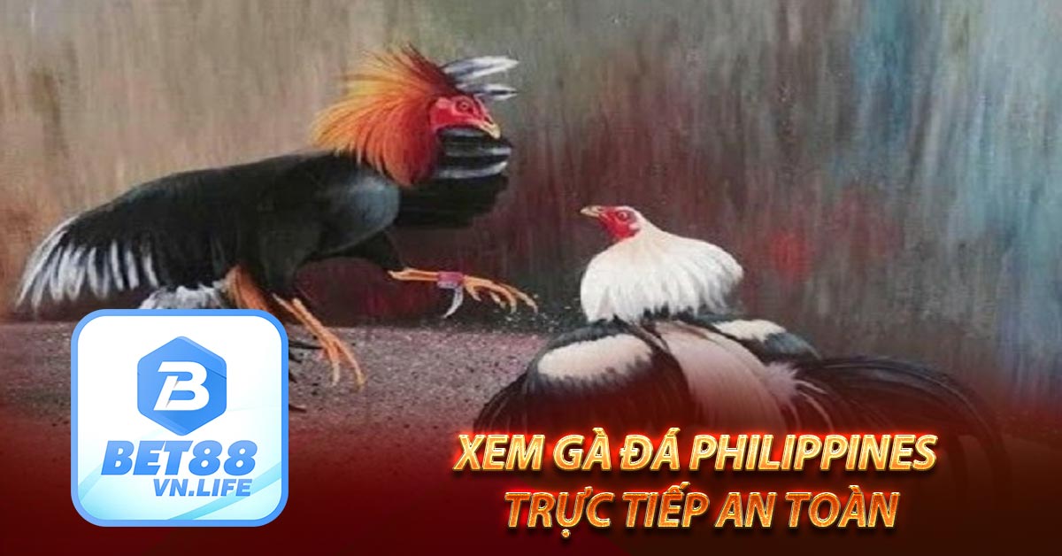 Xem gà đá philippines trực tiếp an toàn